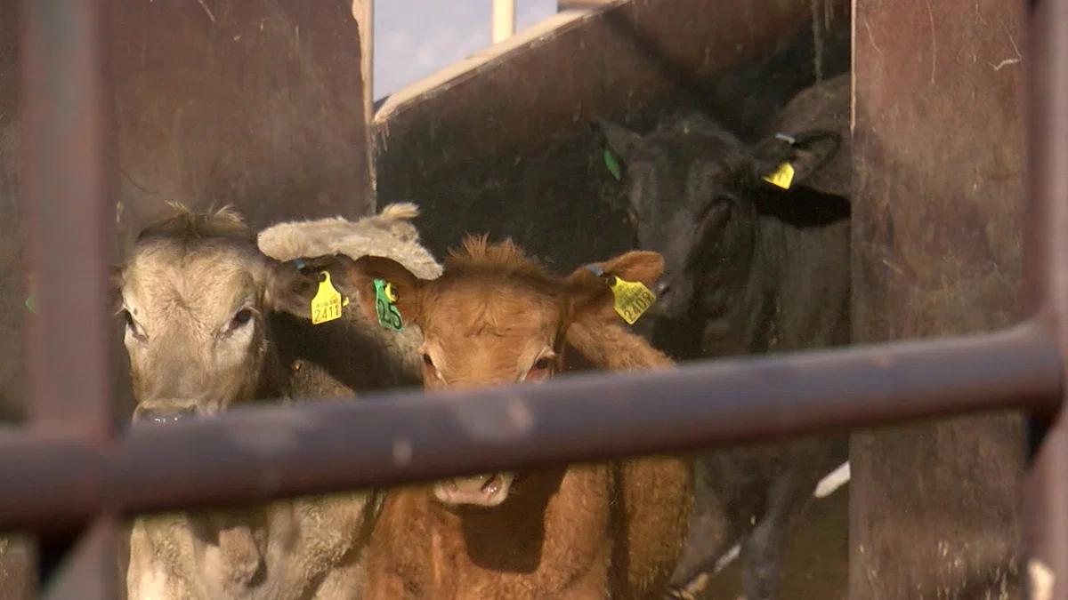 Mexico, Texas, New Mexico authorities analyze New World screwworm impact on cattle trade